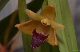 Imagem de Campanulorchis leiophylla (Lindl.) Y. P. Ng & P. J. Cribb