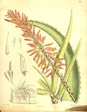 Image of Aloe pendens Forssk.