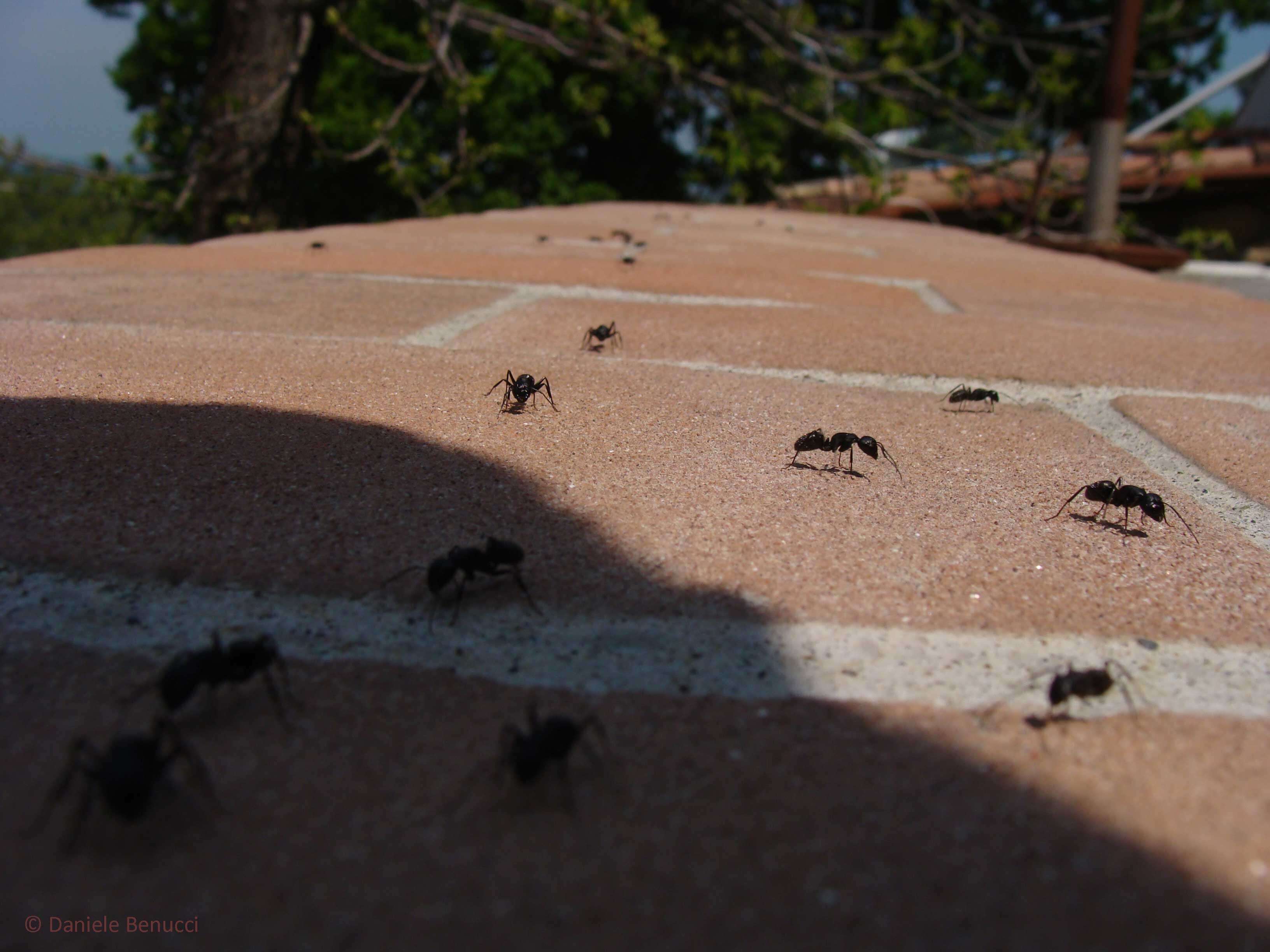 Image of cornfield and citronella ants