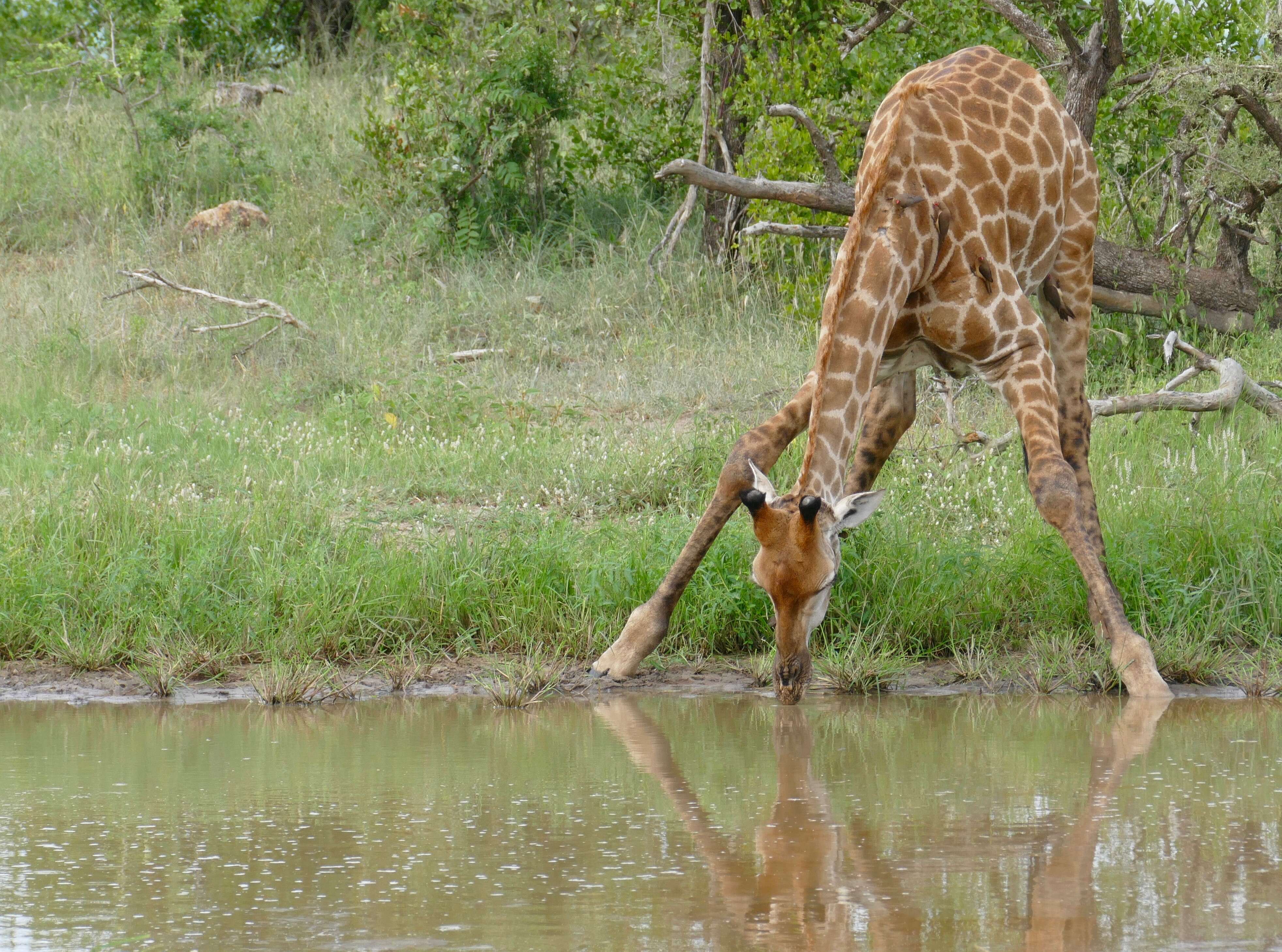 Image of Giraffes