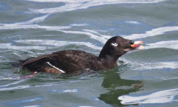 Image of White-winged Scoter