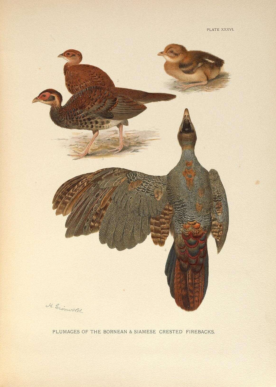 Image of Lophura Fleming & J 1822