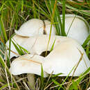 Image of Clitocybe fasciculata H. E. Bigelow & A. H. Sm. 1969