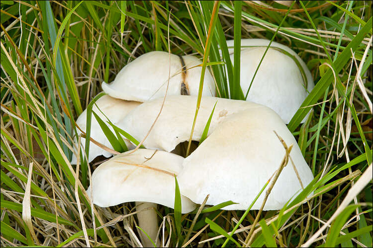 Image of Clitocybe fasciculata H. E. Bigelow & A. H. Sm. 1969