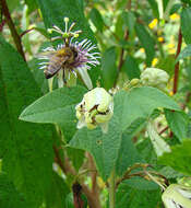 Sivun Passiflora sexflora A. Juss. kuva