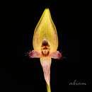 Image of Bulbophyllum blepharistes Rchb. fil.