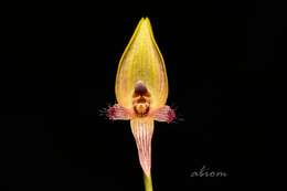 Image of Bulbophyllum blepharistes Rchb. fil.