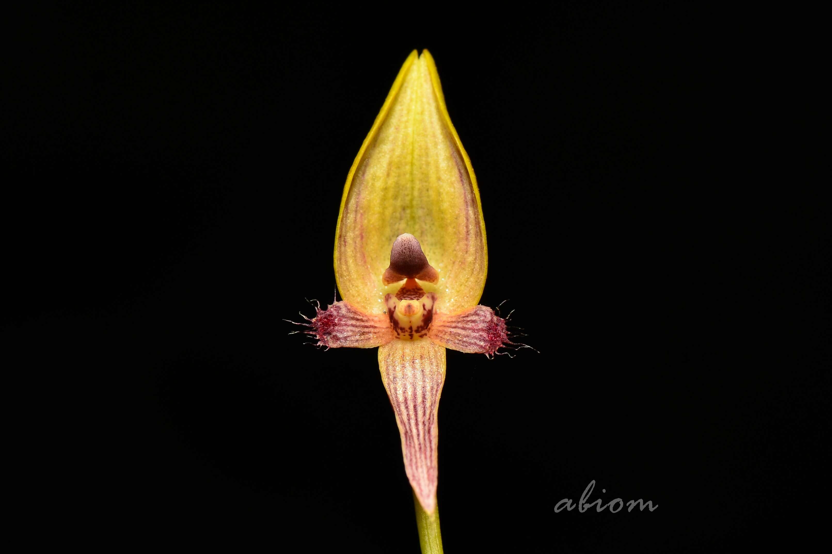 Image of Bulbophyllum blepharistes Rchb. fil.