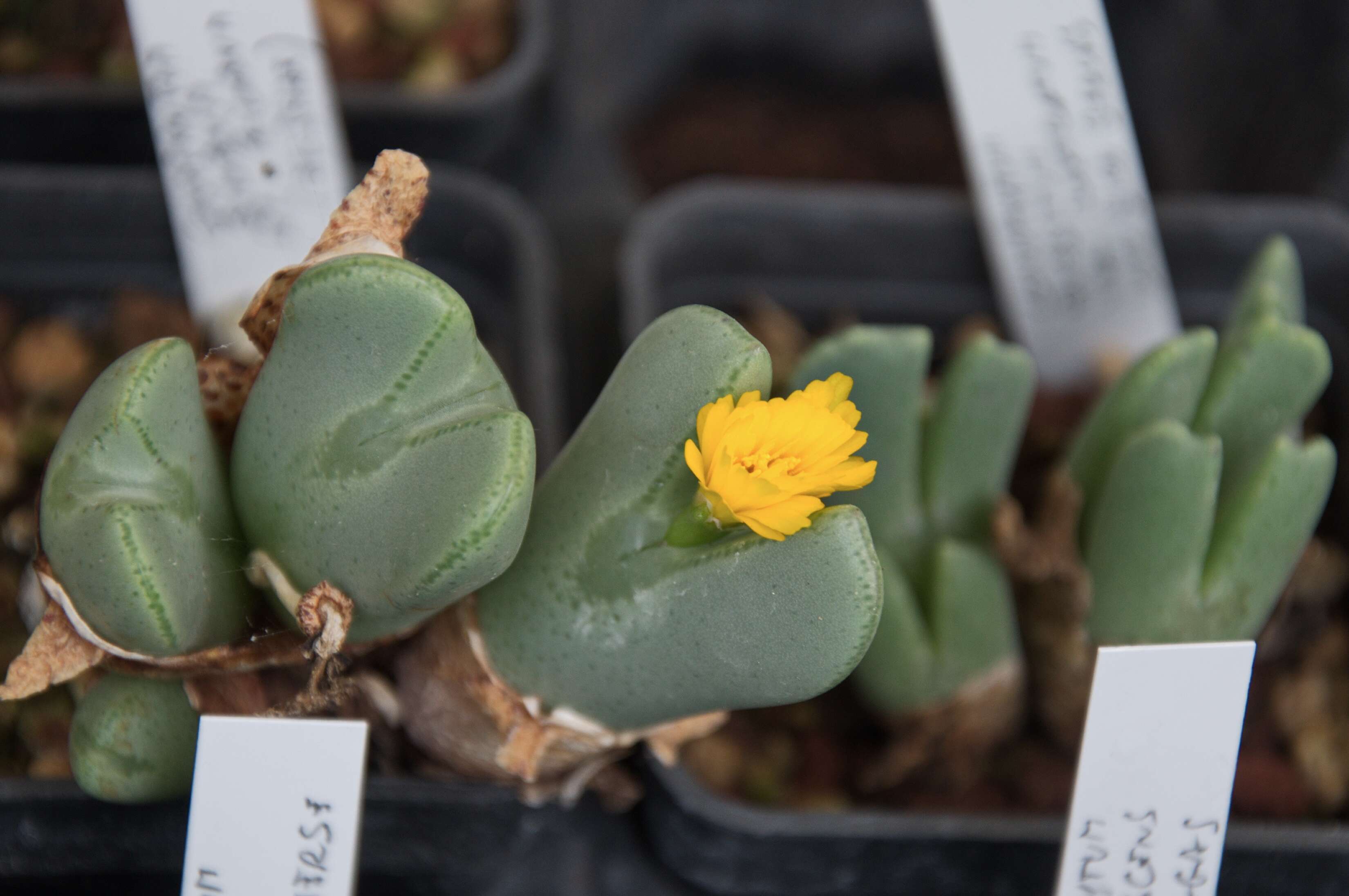 Image of Conophytum bilobum (Marloth) N. E. Br.