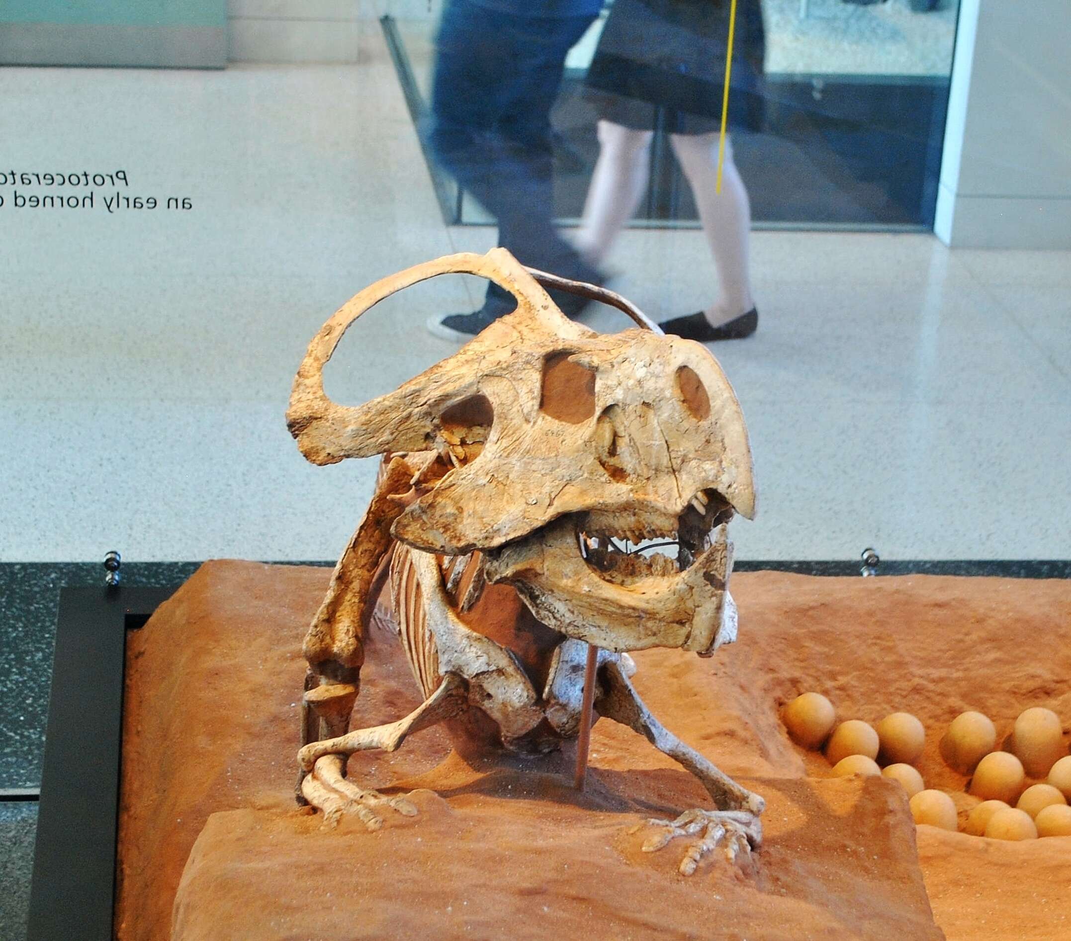 Image of ceratopsians