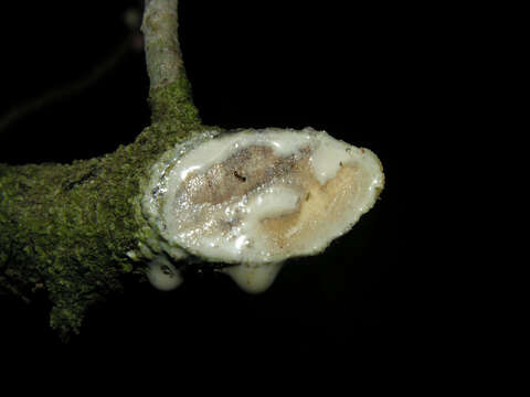 Image of Ficus colubrinae Standl.