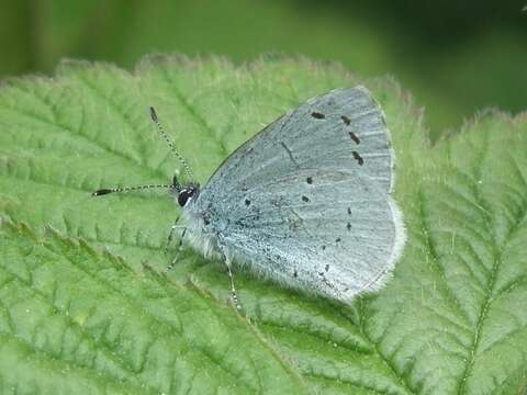 Image of holly blue