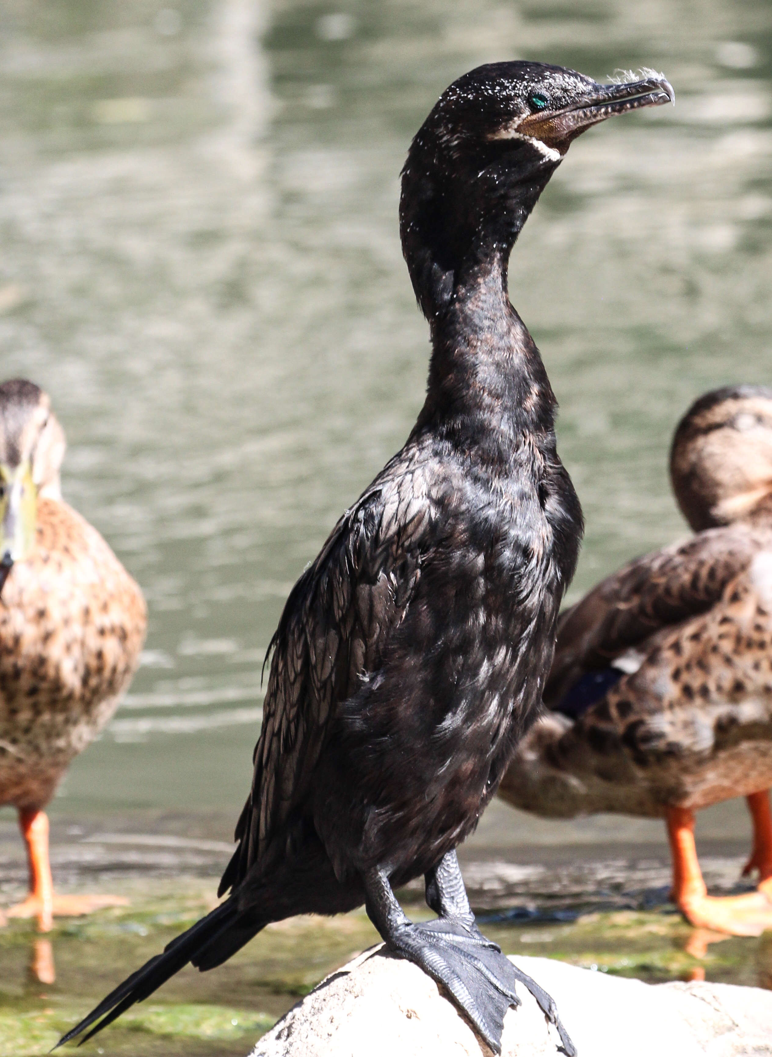 Image of neotropic cormorant