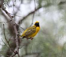 Image of Speke's Weaver