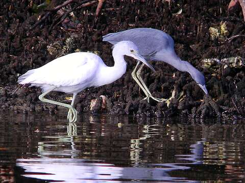 Image of Egretta Forster & T 1817