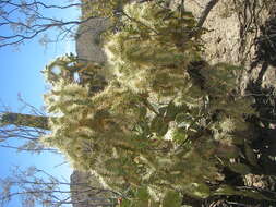 Image de Cylindropuntia fulgida (Engelm.) F. M. Knuth