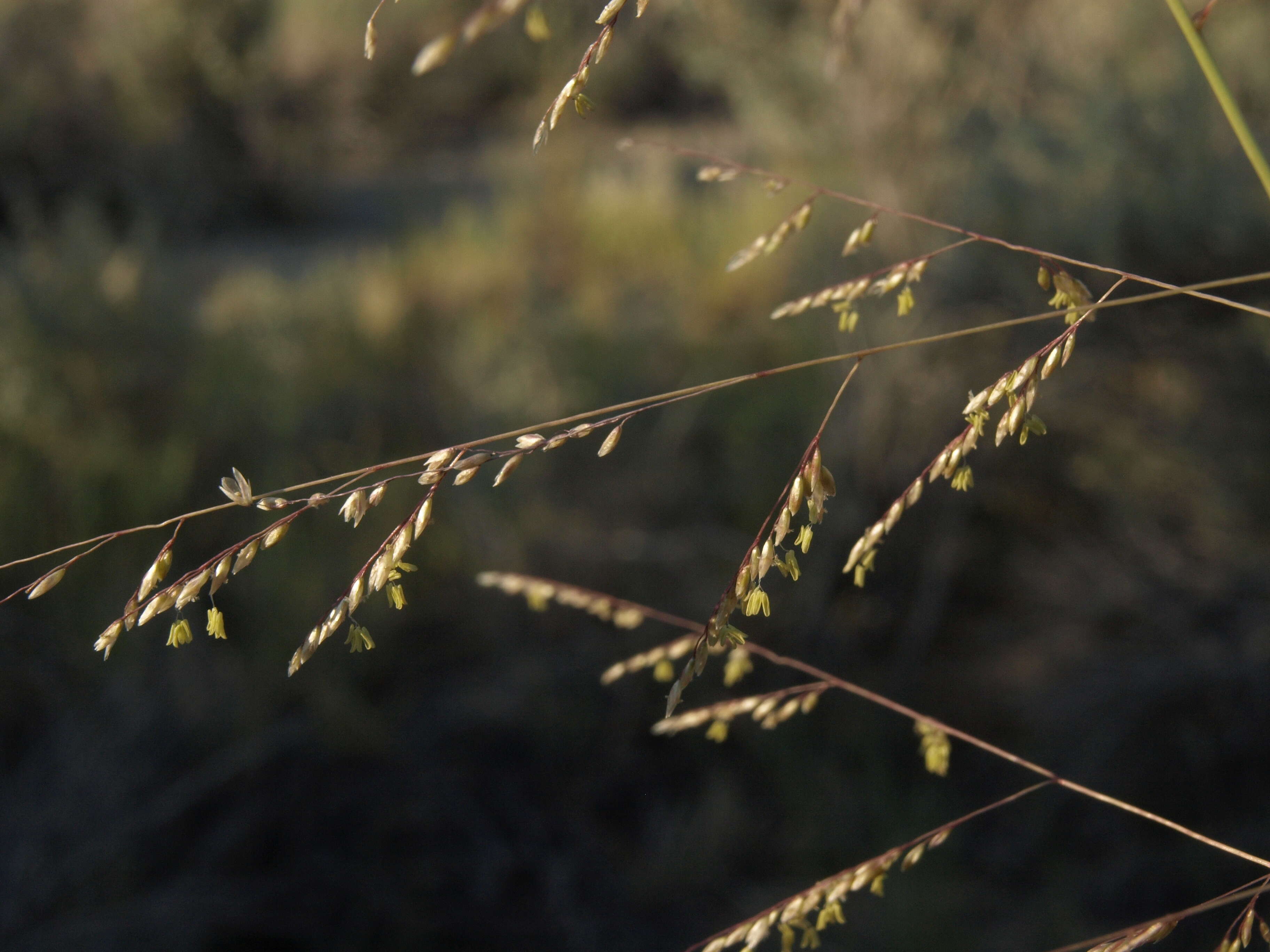 Image of dropseed