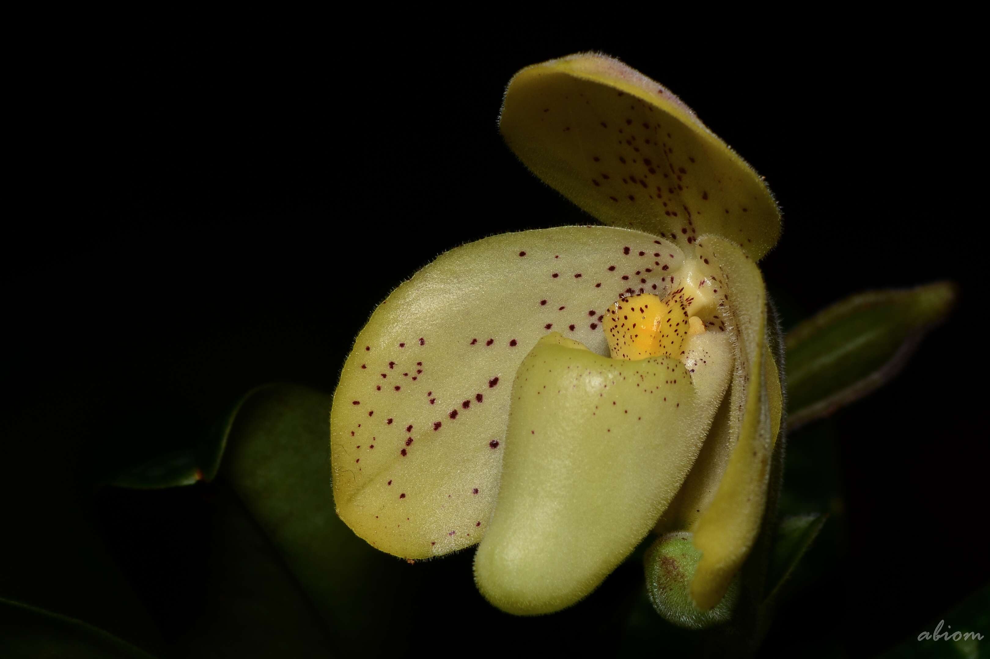 Image of One colored Paphiopedilum