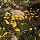 Sivun Xerochrysum alpinum Paul G. Wilson kuva