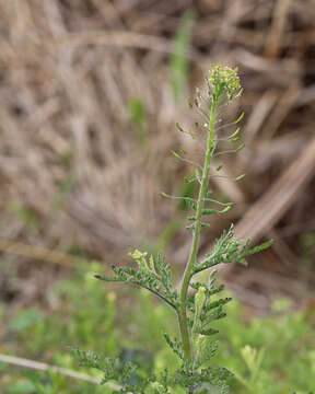 Image of western tansymustard