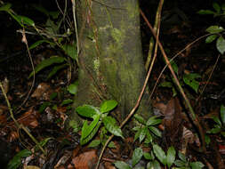 Image of Styrax glabratus Schott