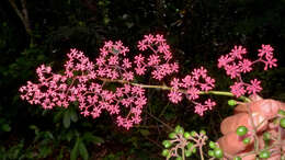 Image of Cissus coccinea Mart. ex Planch.