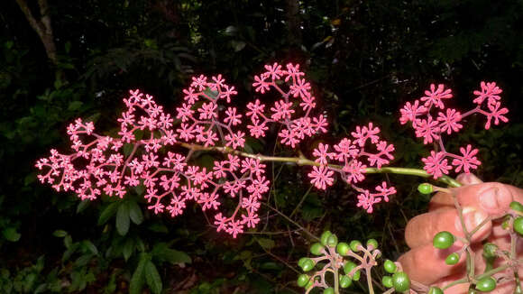 Image de Cissus coccinea Mart. ex Planch.