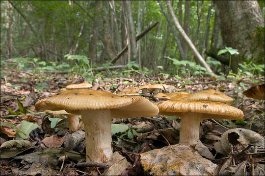 Image of Russula grata Britzelm. 1893