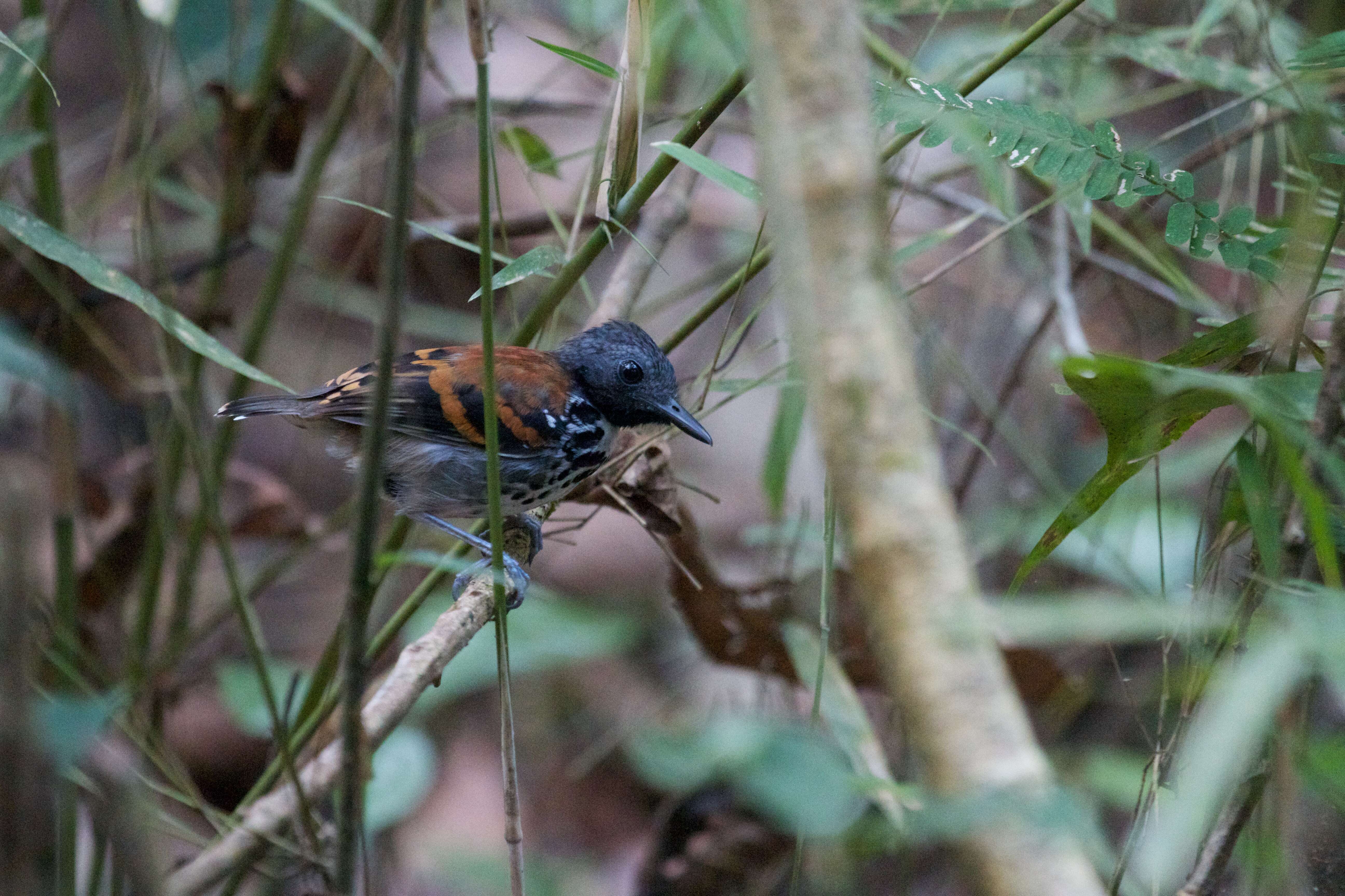 Image of Spotted Antbird