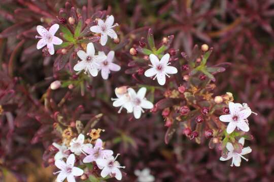 Image of slender myoporum