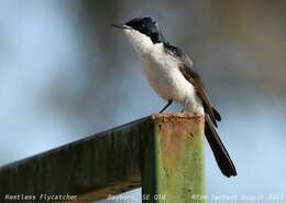 Image of Restless Flycatcher