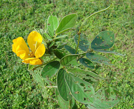 Image of Senna pallida (Vahl) H. S. Irwin & Barneby