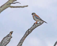 Image of American Kestrel