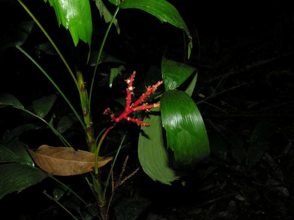 Image of Reinhardtia simplex (H. Wendl.) Burret