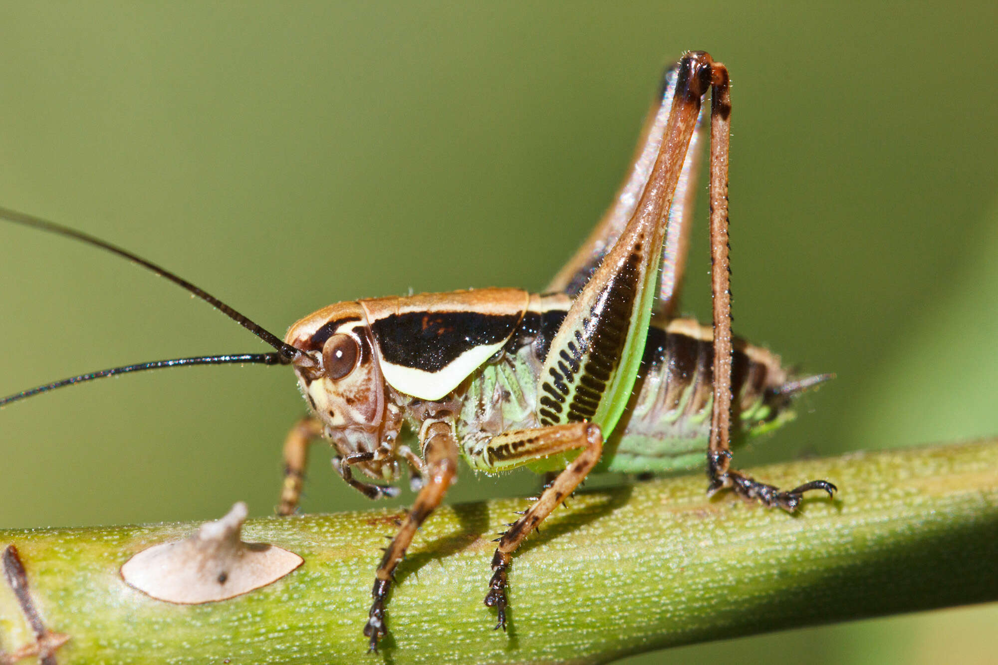 Image of Pholidoptera