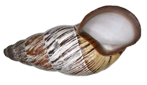 Image of Chrysallis