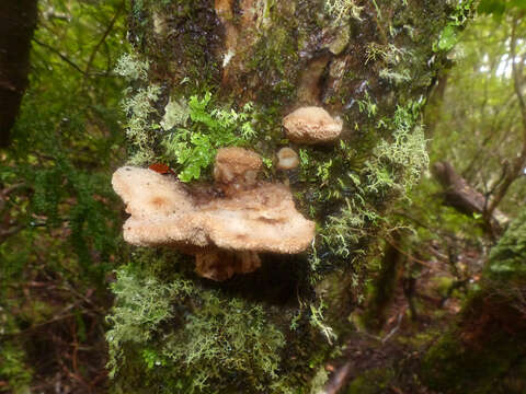 Image of Tyromyces pulcherrimus (Rodway) G. Cunn. 1965