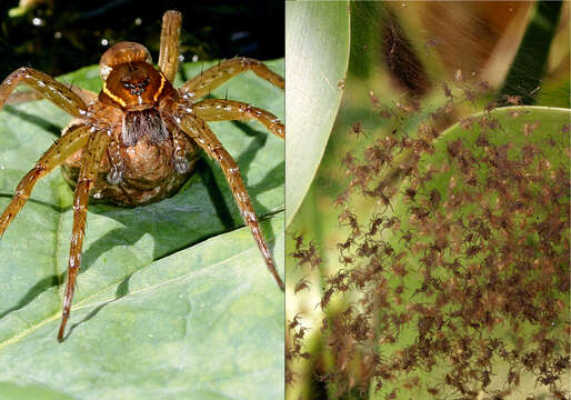 صورة Dolomedes fimbriatus (Clerck 1757)