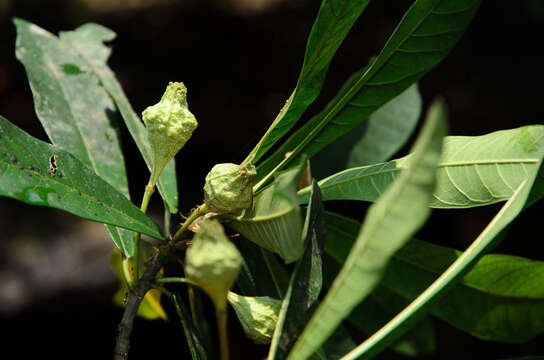 Image of Ficus abelii Miq.