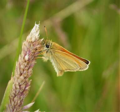 Image of essex skipper