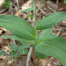 Image of Epipactis pontica Taubenheim