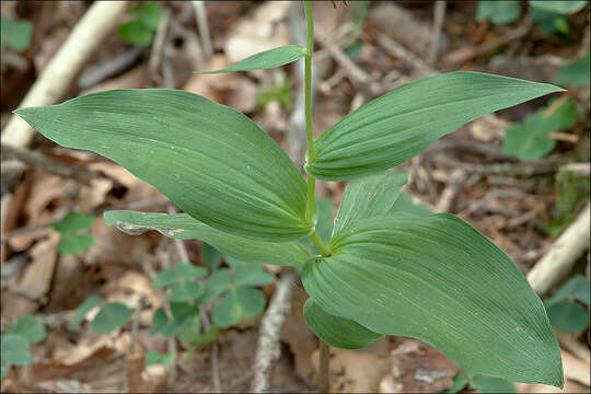 Image of Epipactis pontica Taubenheim