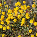 Image of Acacia chapmanii subsp. australis R. S. Cowan & Maslin