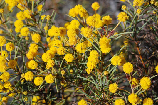 Image of Acacia chapmanii R. S. Cowan & Maslin