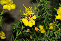 Imagem de Oenothera elata subsp. hirsutissima (A. Gray ex S. Wats.) W. Dietrich