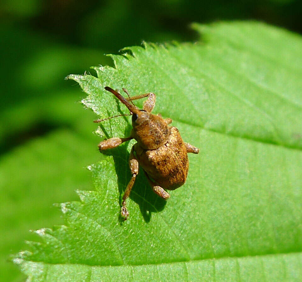 Curculio venosus (Gravenhorst 1807) resmi