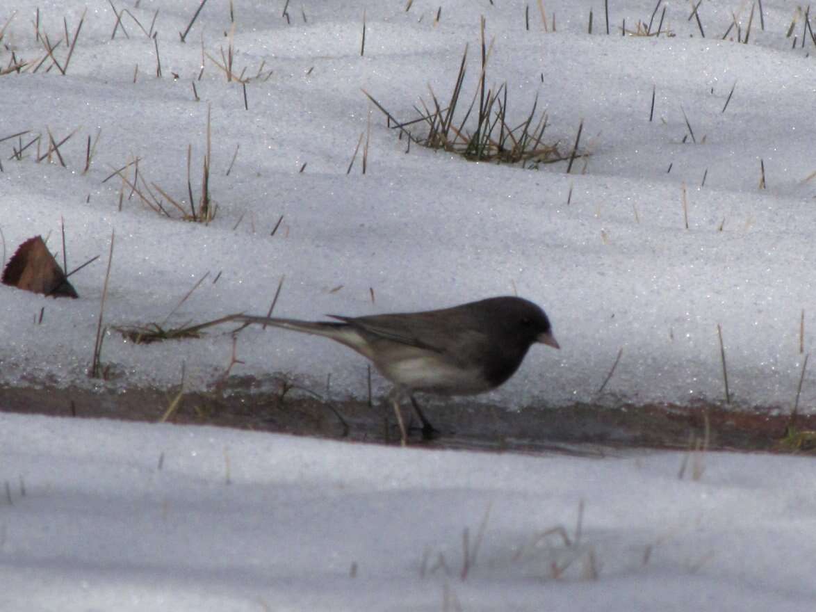 Image of Junco hyemalis cismontanus Dwight 1918