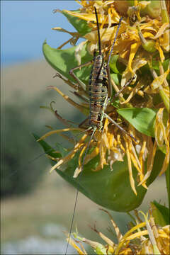 Image of bitter root