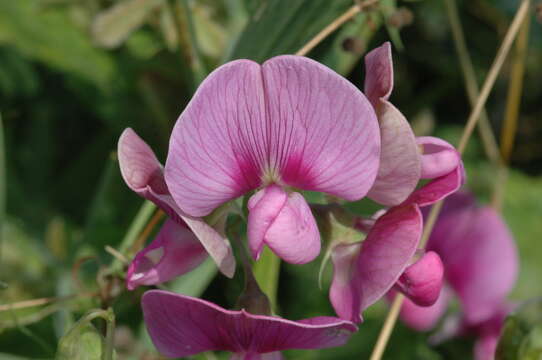 Image of Everlasting pea