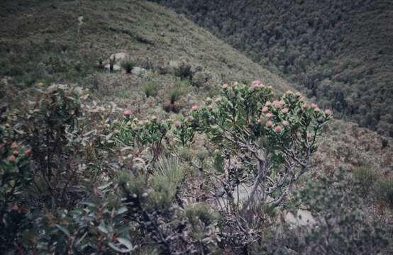 Imagem de Isopogon latifolius R. Br.